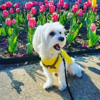 White dog in front of pink tulips