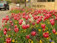 Tulips and other flowers in front of an Oaks North sign 