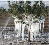 Tree with large and numerous icicles