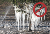 Large and numerous icicles handing from a tree