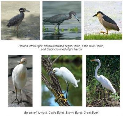 Be on the lookout for Herons and Egerts