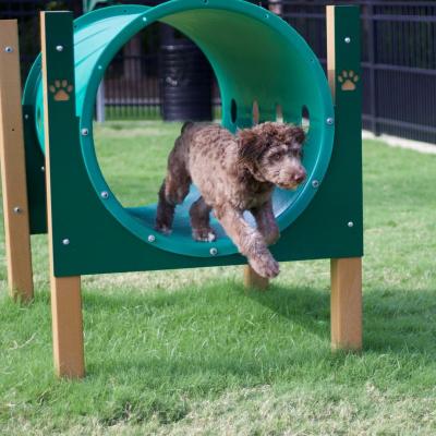 aussiedoodle jumping through tunnel